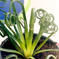 Frizzle Sizzle - Albuca spiralis - Sprouts of Bristol