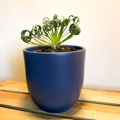 Frizzle Sizzle - Albuca spiralis - Sprouts of Bristol