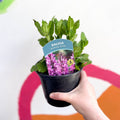 Garden Sage - Salvia nemorosa 'Marvel Rose' - British Grown Perennial - Sprouts of Bristol