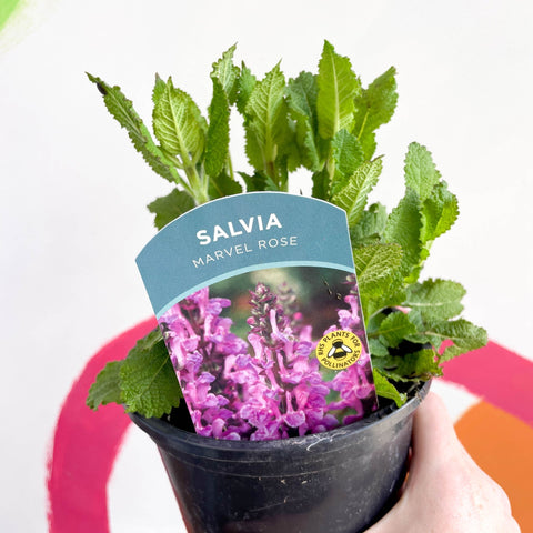 Garden Sage - Salvia nemorosa 'Marvel Rose' - British Grown Perennial - Sprouts of Bristol
