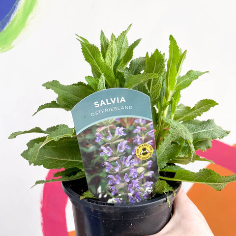Garden Sage - Salvia nemorosa 'Ostfriesland' - British Grown Perennial - Sprouts of Bristol