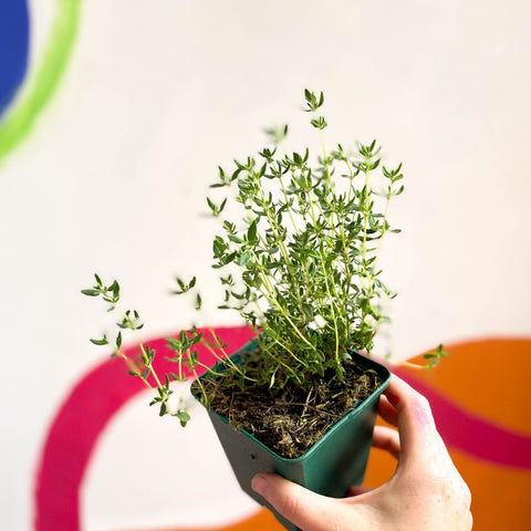 Garden Thyme - Thymus vulgaris - Cotswolds Grown Culinary Herbs - Sprouts of Bristol
