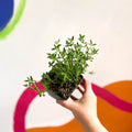 Garden Thyme - Thymus vulgaris - Cotswolds Grown Culinary Herbs - Sprouts of Bristol