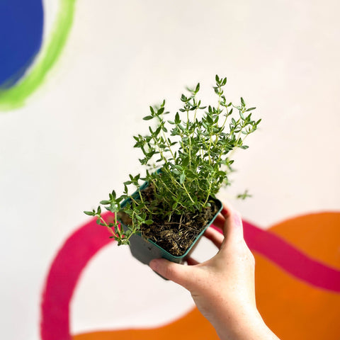 Garden Thyme - Thymus vulgaris - Cotswolds Grown Culinary Herbs - Sprouts of Bristol