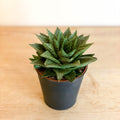 Gasterhaworthia 'Sprite' - Sprouts of Bristol