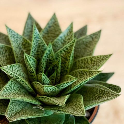 Gasterhaworthia 'Sprite' - Sprouts of Bristol