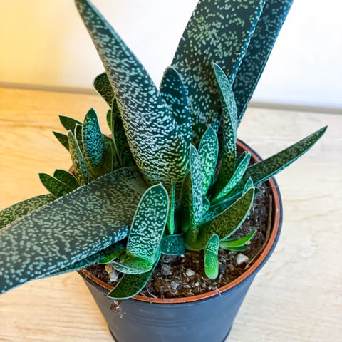 Gasteria carinata var. verrucosa - Sprouts of Bristol