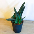 Gasteria carinata var. verrucosa - Sprouts of Bristol