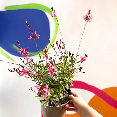 Gaura lindheimeri 'Freefolk Rosy' - Cotswold Grown Perennial - Sprouts of Bristol
