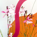 Gaura lindheimeri 'Rosyjane' - Cotswold Grown Perennial - Sprouts of Bristol