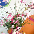 Gaura lindheimeri 'Rosyjane' - Cotswold Grown Perennial - Sprouts of Bristol