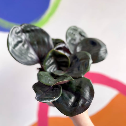 Geogenanthus ciliatus 'Midnight Pearl' - Sprouts of Bristol