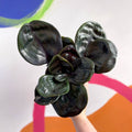 Geogenanthus ciliatus 'Midnight Pearl' - Sprouts of Bristol