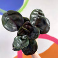 Geogenanthus ciliatus 'Midnight Pearl' - Sprouts of Bristol