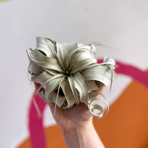 Giant Air Plant - Tillandsia xerographica - Sprouts of Bristol