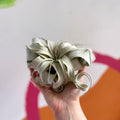Giant Air Plant - Tillandsia xerographica - Sprouts of Bristol