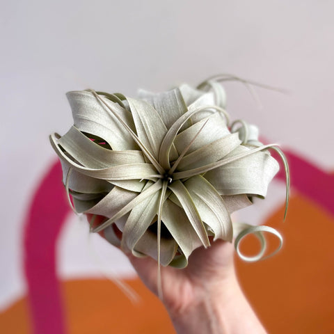 Giant Air Plant - Tillandsia xerographica - Sprouts of Bristol