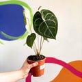 Giant Lace Leaf - Anthurium clarinervium - Sprouts of Bristol