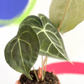 Giant Lace Leaf - Anthurium clarinervium - Sprouts of Bristol