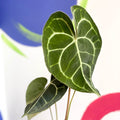 Giant Lace Leaf - Anthurium clarinervium - Sprouts of Bristol