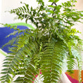 Giant Sword Fern - Nephrolepis biserrata ‘Macho’ - Sprouts of Bristol
