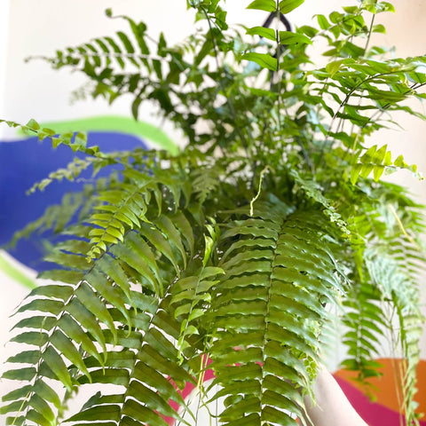 Giant Sword Fern - Nephrolepis biserrata ‘Macho’ - Sprouts of Bristol