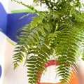 Giant Sword Fern - Nephrolepis biserrata ‘Macho’ - Sprouts of Bristol