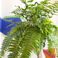 Giant Sword Fern - Nephrolepis biserrata ‘Macho’ - Sprouts of Bristol