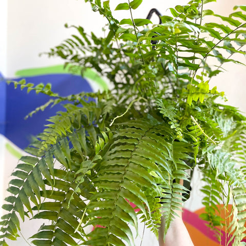 Giant Sword Fern - Nephrolepis biserrata ‘Macho’ - Sprouts of Bristol