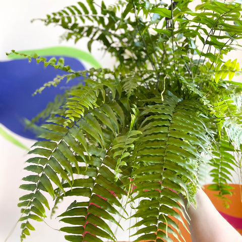 Giant Sword Fern - Nephrolepis biserrata ‘Macho’ - Sprouts of Bristol