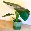 Giant Upright Elephant Ear - Alocasia odora - Sprouts of Bristol