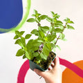 Ginger Mint - Mentha x gracilis - Cotswolds Grown Culinary Herbs - Sprouts of Bristol