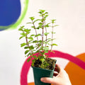 Ginger Mint - Mentha x gracilis - Cotswolds Grown Culinary Herbs - Sprouts of Bristol
