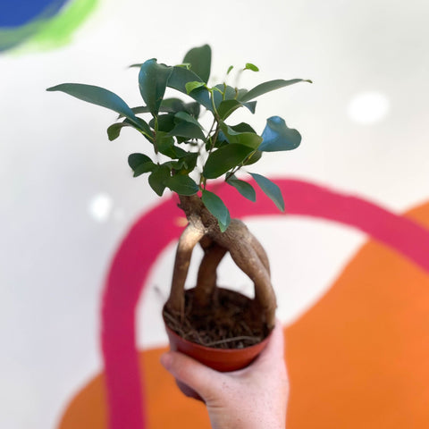 Ginseng Bonsai - Ficus microcarpa 'Ginseng' - Sprouts of Bristol