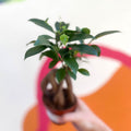 Ginseng Bonsai - Ficus microcarpa 'Ginseng' - Sprouts of Bristol