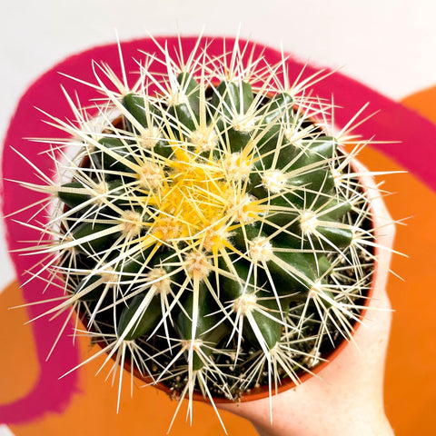 Golden Barrel Cactus - Echinocactus grusonii - Sprouts of Bristol