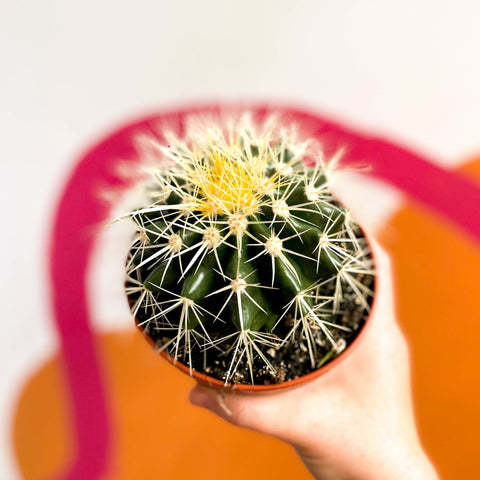 Golden Barrel Cactus - Echinocactus grusonii - Sprouts of Bristol
