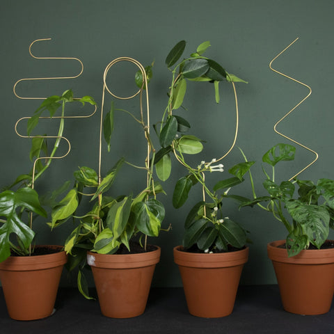 Golden Plant Stake - Arch - Sprouts of Bristol
