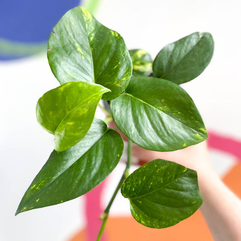 Golden Pothos - Epipremnum aureus - British Grown - Sprouts of Bristol