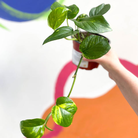 Golden Pothos - Epipremnum aureus - British Grown - Sprouts of Bristol