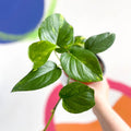 Golden Pothos - Epipremnum aureus - British Grown - Sprouts of Bristol