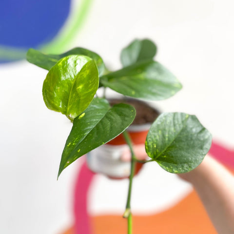 Golden Pothos - Epipremnum aureus - British Grown - Sprouts of Bristol