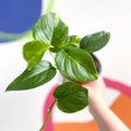 Golden Pothos - Epipremnum aureus - British Grown - Sprouts of Bristol