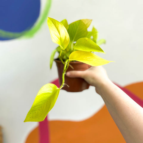 Golden Queen Pothos - Scindapsus aureus 'Golden Queen' - British Grown - Sprouts of Bristol