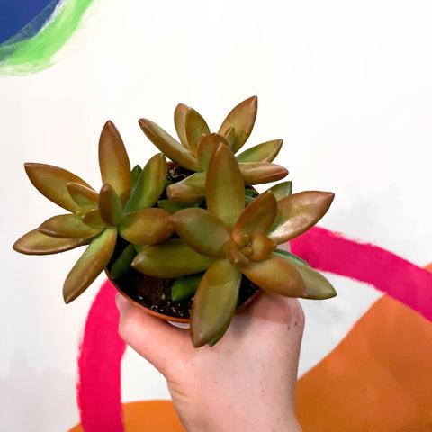 Golden Sedum - Sedum adolphi - Sprouts of Bristol