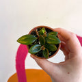 Goldfish Plant - Nematanthus 'Black Magic' - Welsh Grown - Sprouts of Bristol