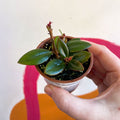 Goldfish Plant - Nematanthus 'Black Magic' - Welsh Grown - Sprouts of Bristol
