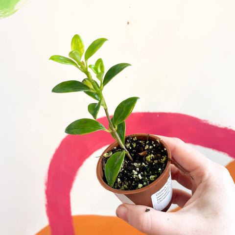 Goldfish Plant - Nematanthus 'Christmas Holly' - Welsh Grown - Sprouts of Bristol