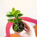 Goldfish Plant - Nematanthus 'Christmas Holly' - Welsh Grown - Sprouts of Bristol