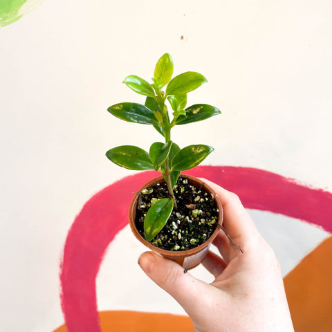 Goldfish Plant - Nematanthus 'Christmas Holly' - Welsh Grown - Sprouts of Bristol